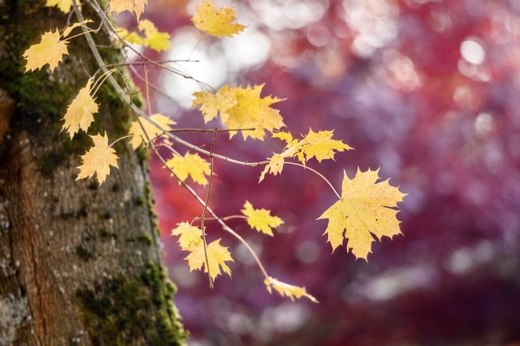 Dear Venerable, what kind of mindset should we cultivate in preparation fora relatively long retreat?