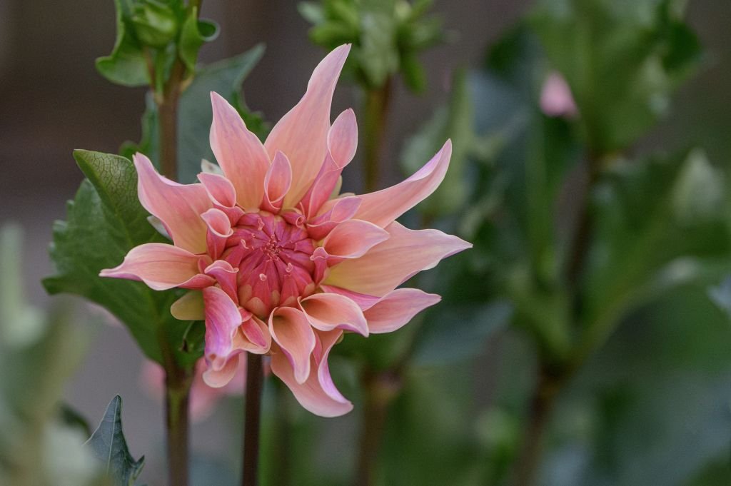 What kind of concepts and mindset can help us adjust our habits so we can get adapted to and develop a consistent routine of meditating in the morning and evening?