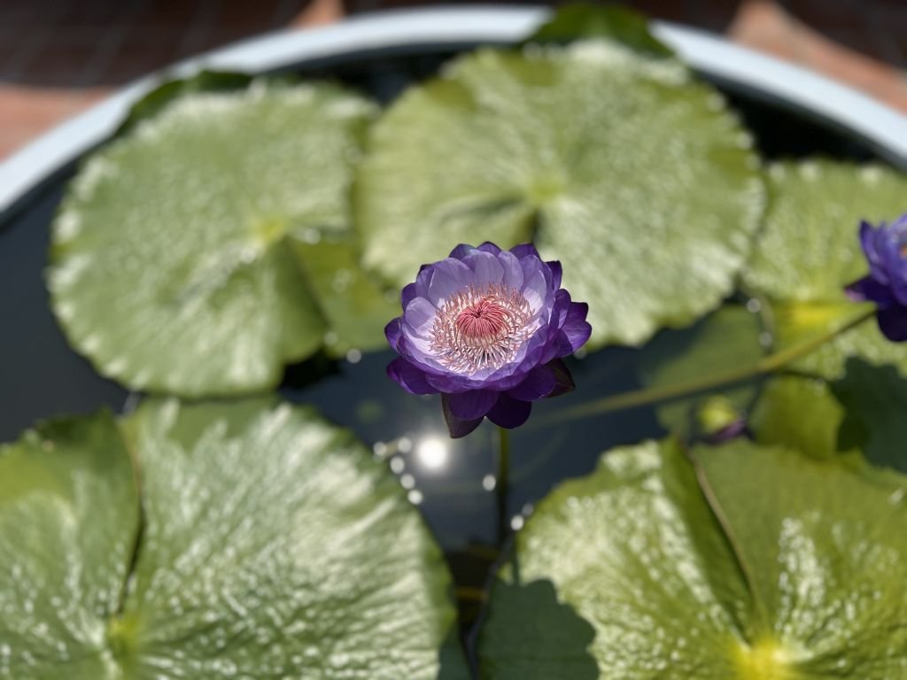 People may have a “fierce” mindset, or a “gentle and continuous” mindset towards meditation. How do these mindsets manifest in life?